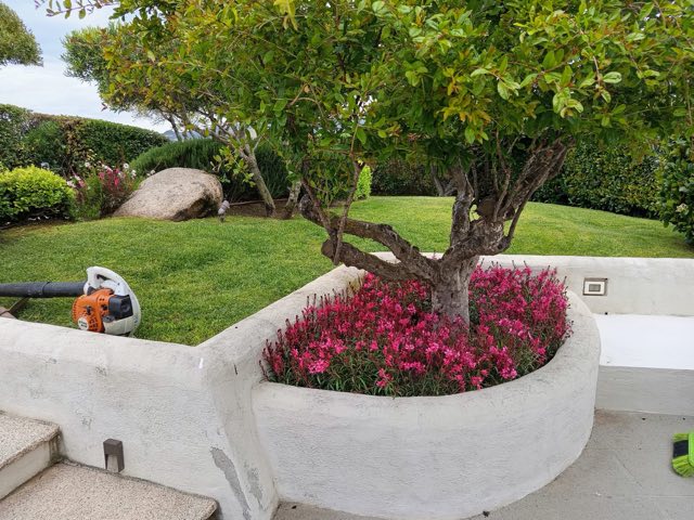 Aiuola rialzata con fioriture rosa attorno a un albero, e prato appena rifinito con il soffiatore