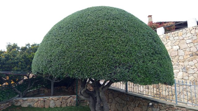 Grande pianta ornamentale potata a cupola regolare sopra un muro in pietra