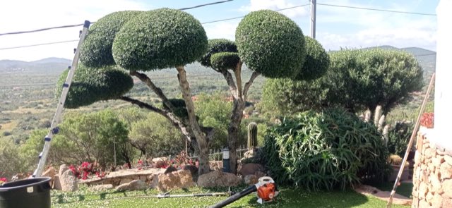 Alberi ornamentali sagomati in arte topiaria durante l'intervento, con vista sulla vallata