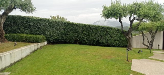Lunga siepe sempreverde tagliata a filo lungo il prato, con olivi e vista sulle montagne