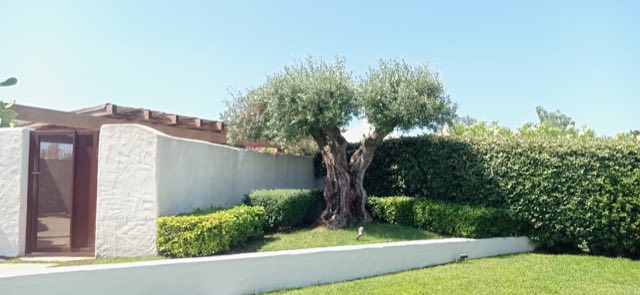 Olivo dal tronco nodoso e siepi sempreverdi sagomate a bordo prato, accanto a un muretto bianco